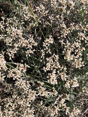 Eriogonum effusum
