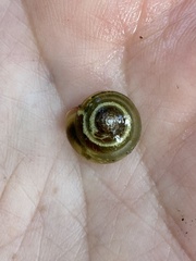 Oxychilus draparnaudi