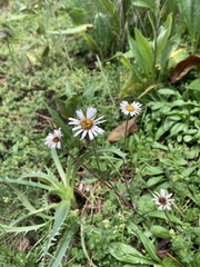 Erigeron karvinskianus