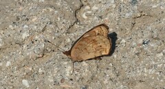 Junonia grisea
