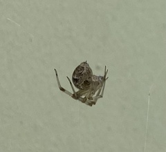 Parasteatoda tepidariorum