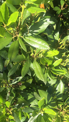 Rhododendron ponticum