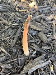 Phallus rugulosus