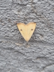 Rivula sericealis