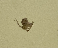Parasteatoda tepidariorum
