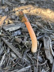 Phallus rugulosus
