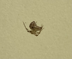 Parasteatoda tepidariorum