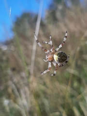 Araneus quadratus