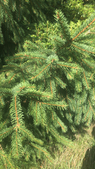 Picea abies