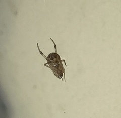 Parasteatoda tepidariorum