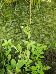 Lindernia procumbens