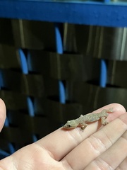 Lepidodactylus lugubris