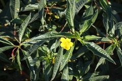 Ludwigia peploides