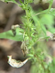 Parietaria pensylvanica