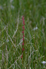 Rumex arcticus