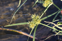 Cyperus odoratus