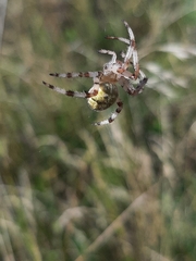 Araneus quadratus