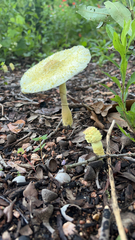 Leucocoprinus birnbaumii