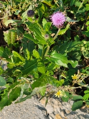 Cirsium arvense
