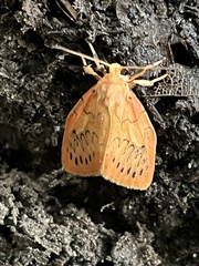 Miltochrista miniata