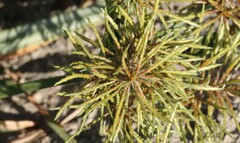Cyperus odoratus