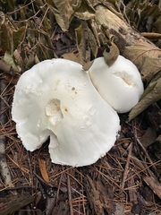 Agaricus arvensis