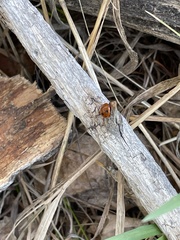 Coccinella