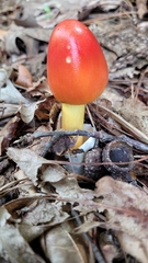 Amanita jacksonii