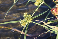 Cyperus odoratus
