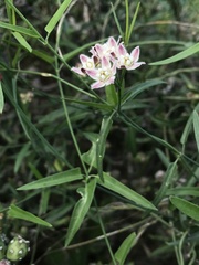 Funastrum heterophyllum