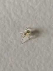 Araneae