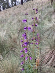 Penstemon gentianoides