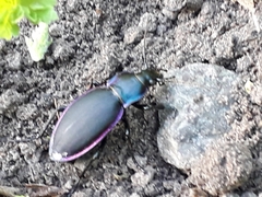 Carabus violaceus