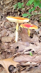 Amanita jacksonii