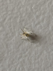 Araneae
