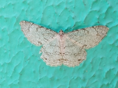Geometridae