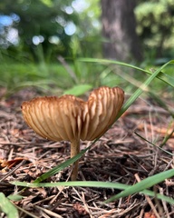 Marasmius oreades