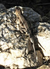 Uta stansburiana elegans