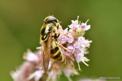 Eristalinae