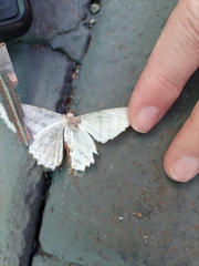 Geometridae