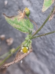 Galinsoga quadriradiata