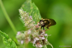 Eristalinae