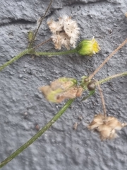 Galinsoga quadriradiata