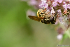 Eristalinae