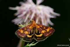 Pyrausta purpuralis