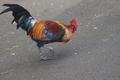 Gallus gallus domesticus