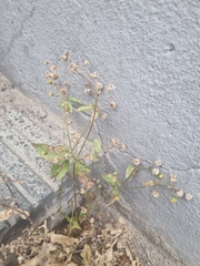 Galinsoga quadriradiata