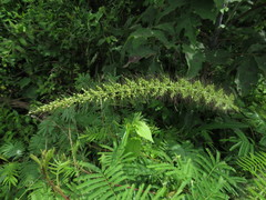 Setaria grisebachii