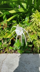 Hymenocallis speciosa