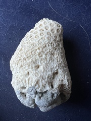 Montastraea cavernosa